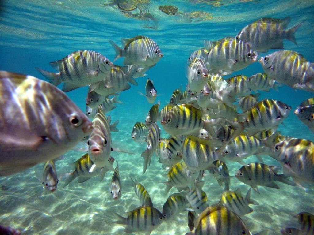 Kitnet Sabrinna Maceió エクステリア 写真